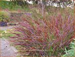 Panicum virgatum 'Cheyenne Sky' | Vingergras, Parelgierst | Rutenhirse