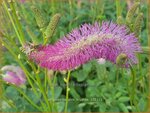 Sanguisorba 'Pink Brushes' | Japanse pimpernel, Pimpernel, Sorbenkruid | Japanischer Wiesenknopf