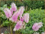 Sanguisorba 'Pink Brushes' | Japanse pimpernel, Pimpernel, Sorbenkruid | Japanischer Wiesenknopf