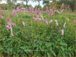 Sanguisorba 'Pink Brushes' | Japanse pimpernel, Pimpernel, Sorbenkruid | Japanischer Wiesenknopf