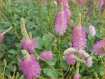 Sanguisorba 'Pink Brushes' | Japanse pimpernel, Pimpernel, Sorbenkruid | Japanischer Wiesenknopf