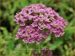 Achillea millefolium 'Milly Rock Pink' | Duizendblad | Gew&ouml;hnliche Schafgarbe | California yarrow