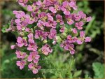 Achillea millefolium 'Milly Rock Pink' | Duizendblad | Gew&ouml;hnliche Schafgarbe | California yarrow