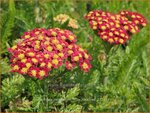 Achillea millefolium 'Milly Rock Red' | Duizendblad | Gew&ouml;hnliche Schafgarbe | California yarrow