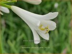 Agapanthus 'Pitchoune White' | Afrikaanse lelie, Kaapse lelie, Liefdesbloem | Schmucklilie | African Lily