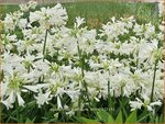 Agapanthus 'Pitchoune White' | Afrikaanse lelie, Kaapse lelie, Liefdesbloem | Schmucklilie | African Lily