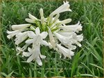 Agapanthus 'Pitchoune White' | Afrikaanse lelie, Kaapse lelie, Liefdesbloem | Schmucklilie | African Lily