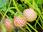 Fragaria ananassa 'Snow White' | Ananasaardbei, Tuinaardbei, Aardbei | Garten-Erdbeere | Pineberry