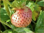 Fragaria ananassa 'Snow White' | Ananasaardbei, Tuinaardbei, Aardbei | Garten-Erdbeere | Pineberry
