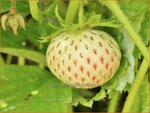 Fragaria ananassa 'Snow White' | Ananasaardbei, Tuinaardbei, Aardbei | Garten-Erdbeere | Pineberry