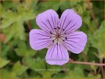 Geranium 'Magical Joy' | Ooievaarsbek, Tuingeranium, Geranium | Storchschnabel | Cranesbill