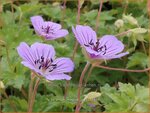Geranium 'Magical Joy' | Ooievaarsbek, Tuingeranium, Geranium | Storchschnabel | Cranesbill