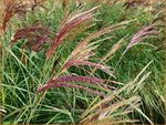 Miscanthus sinensis 'Rotsilber' | Chinees prachtriet, Chinees riet, Japans sierriet, Sierriet | Chinaschilf | Eul