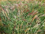Miscanthus sinensis 'Rotsilber' | Chinees prachtriet, Chinees riet, Japans sierriet, Sierriet | Chinaschilf | Eul