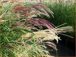 Miscanthus sinensis 'Rotsilber' | Chinees prachtriet, Chinees riet, Japans sierriet, Sierriet | Chinaschilf | Eul