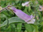 Penstemon hirsutus | Slangenkop, Schildpadbloem | Rauhaariger Bartfaden | Hairy Beardtongue