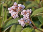 Persicaria campanulata 'CBCH292' | Belletjesduizendknoop, Klokjesduizendknoop, Duizendknoop | Glockenkn&ouml;terich | Les