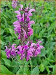 Salvia 'Back to the Fuchsia' | Salie, Salvia | Salbei | Sage