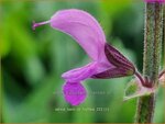 Salvia 'Back to the Fuchsia' | Salie, Salvia | Salbei | Sage