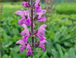 Salvia 'Back to the Fuchsia' | Salie, Salvia | Salbei | Sage