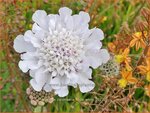 Scabiosa columbaria 'Kudo White' | Duifkruid, Schurftkruid | Tauben-Skabiose | Pigeon's Scabious