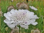 Scabiosa columbaria 'Kudo White' | Duifkruid, Schurftkruid | Tauben-Skabiose | Pigeon's Scabious