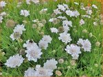 Scabiosa columbaria 'Kudo White' | Duifkruid, Schurftkruid | Tauben-Skabiose | Pigeon's Scabious