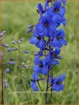 Delphinium 'Finsteraarhorn' | Ridderspoor | Rittersporn | Larkspur
