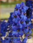 Delphinium 'Finsteraarhorn' | Ridderspoor | Rittersporn | Larkspur