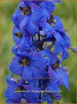 Delphinium 'Finsteraarhorn' | Ridderspoor | Rittersporn | Larkspur