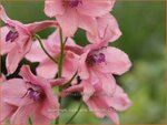 Delphinium ruysii 'Pink Sensation' | Ridderspoor | Ruys-Rittersporn | Larkspur