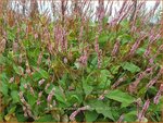 Persicaria amplexicaulis 'Fine Pink' | Doorgroeide duizendknoop, Adderwortel, Duizendknoop | Kerzenkn&ouml;terich | Mount