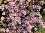 Aster ericoides 'Pink Cloud' | Heideaster, Sluieraster, Aster | Heide-Aster | Heath Aster