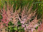 Astilbe chinensis 'Finale' | Pluimspirea, Spirea | Chinesische Prachtspiere | Chinese Astilbe