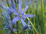 Camassia leichtlinii 'Blue Candle' | Prairielelie, Indianenlelie | Leichtlins Pr&auml;rielilie | Indian Lily
