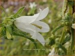 Campanula trachelium 'Alba' | Ruig klokje, Klokjesbloem | Nesselbl&auml;ttrige Glockenblume | Nettle-leaved Bellflower
