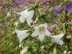 Campanula trachelium 'Alba' | Ruig klokje, Klokjesbloem | Nesselbl&auml;ttrige Glockenblume | Nettle-leaved Bellflower