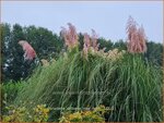 Cortaderia selloana 'Rosa Feder' | Pampasgras | Pampasgras | Pampas Grass