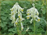 Corydalis ochroleuca | Geelwitte helmbloem, Helmbloem | Blassgelber Lerchensporn | Pale Corydalis