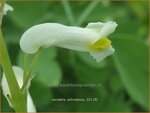 Corydalis ochroleuca | Geelwitte helmbloem, Helmbloem | Blassgelber Lerchensporn | Pale Corydalis