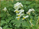 Corydalis ochroleuca | Geelwitte helmbloem, Helmbloem | Blassgelber Lerchensporn | Pale Corydalis