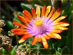 Delosperma 'Ice Cream Orange' | IJsbloempje, IJsplant | Mittagsblume | Ice Plant