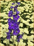 Delphinium 'Magic Fountains Dark Blue Black Bee' | Ridderspoor | Rittersporn | Larkspur