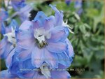 Delphinium 'Magic Fountains Sky Blue White Bee' | Ridderspoor | Rittersporn | Larkspur