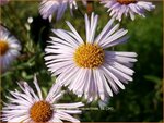 Erigeron 'Sommerneuschnee' | Fijnstraal | Feinstrahl | Fleabane
