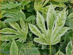 Fatsia japonica 'Spider's Web' | Vingerplant | Zimmeraralie | Fatsi