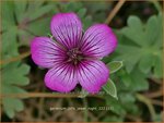 Geranium 'Jolly Jewel Night' | Ooievaarsbek, Tuingeranium, Geranium | Storchschnabel | Cranesbill