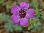 Geranium 'Jolly Jewel Night' | Ooievaarsbek, Tuingeranium, Geranium | Storchschnabel | Cranesbill