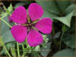 Geranium 'Jolly Jewel Red' | Ooievaarsbek, Tuingeranium, Geranium | Storchschnabel | Cranesbill