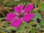 Geranium 'Jolly Jewel Red' | Ooievaarsbek, Tuingeranium, Geranium | Storchschnabel | Cranesbill